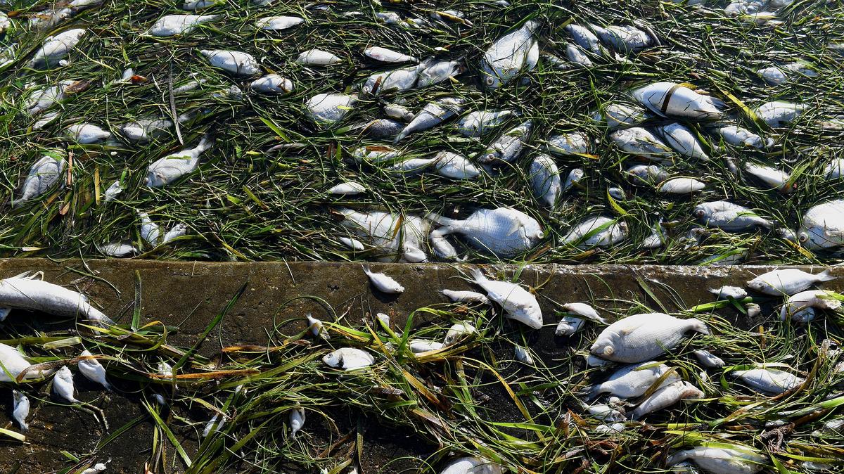 County workers begin cleaning the hundreds of dead fish washed upon the shores of the Coquina Bayside Park Monday morning as signs of red tide begin appearing in Manatee County.