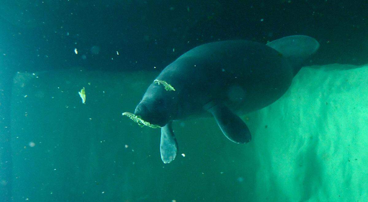 The Bishop Museum of Science and Nature will temporarily close The Parker Manatee Rehabilitation Habitat to the public for upgrades. The Habitat will be closed starting on Aug. 21