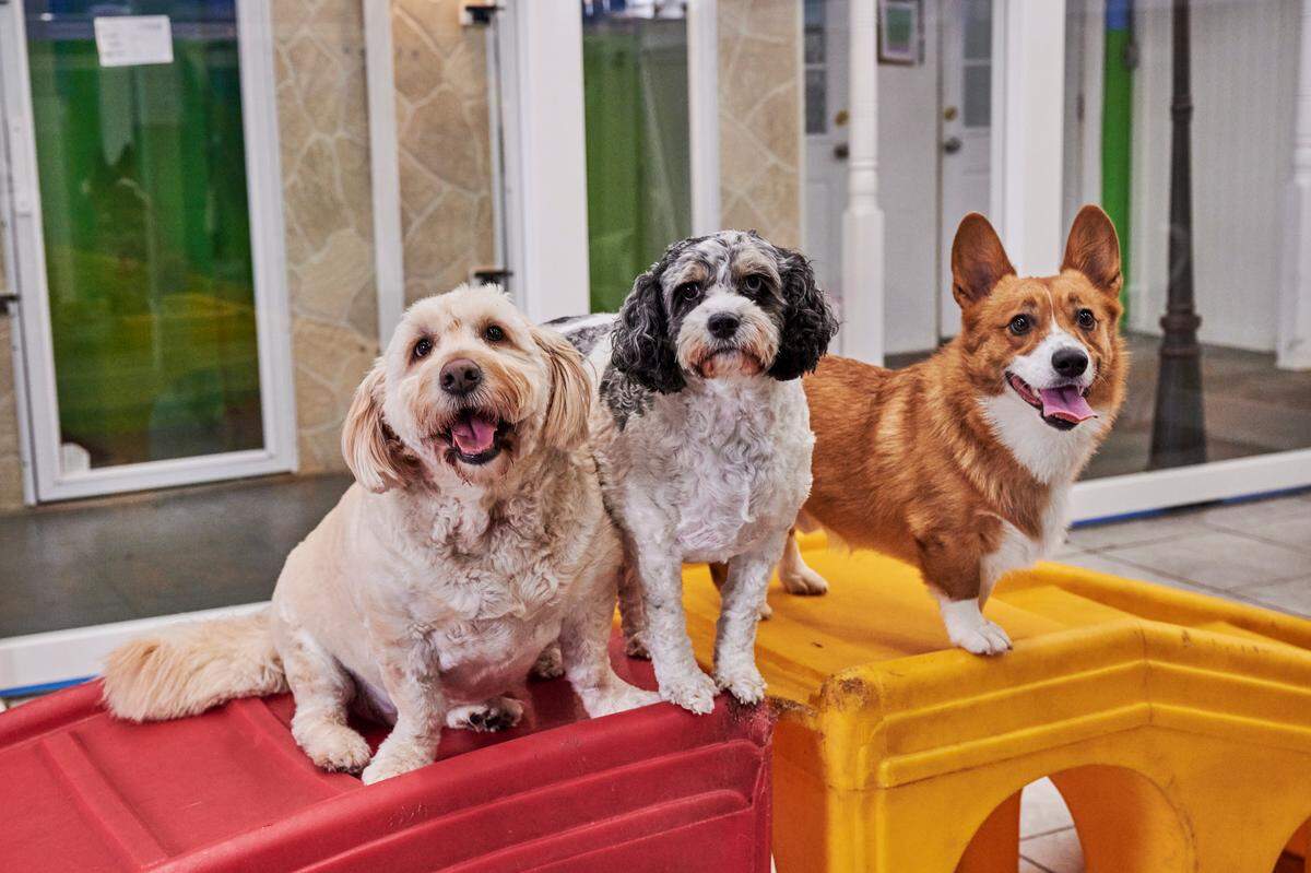 Hounds Town USA is a new doggy daycare and overnight boarding facility in Bradenton, Florida. It opens Saturday, Dec. 7.
