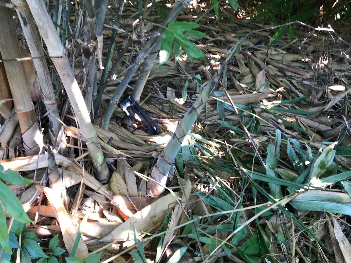 Young shoots of Asper bamboo, like the one above, will be harvested at Mixon at Mixon Fruit Farms in the spring.