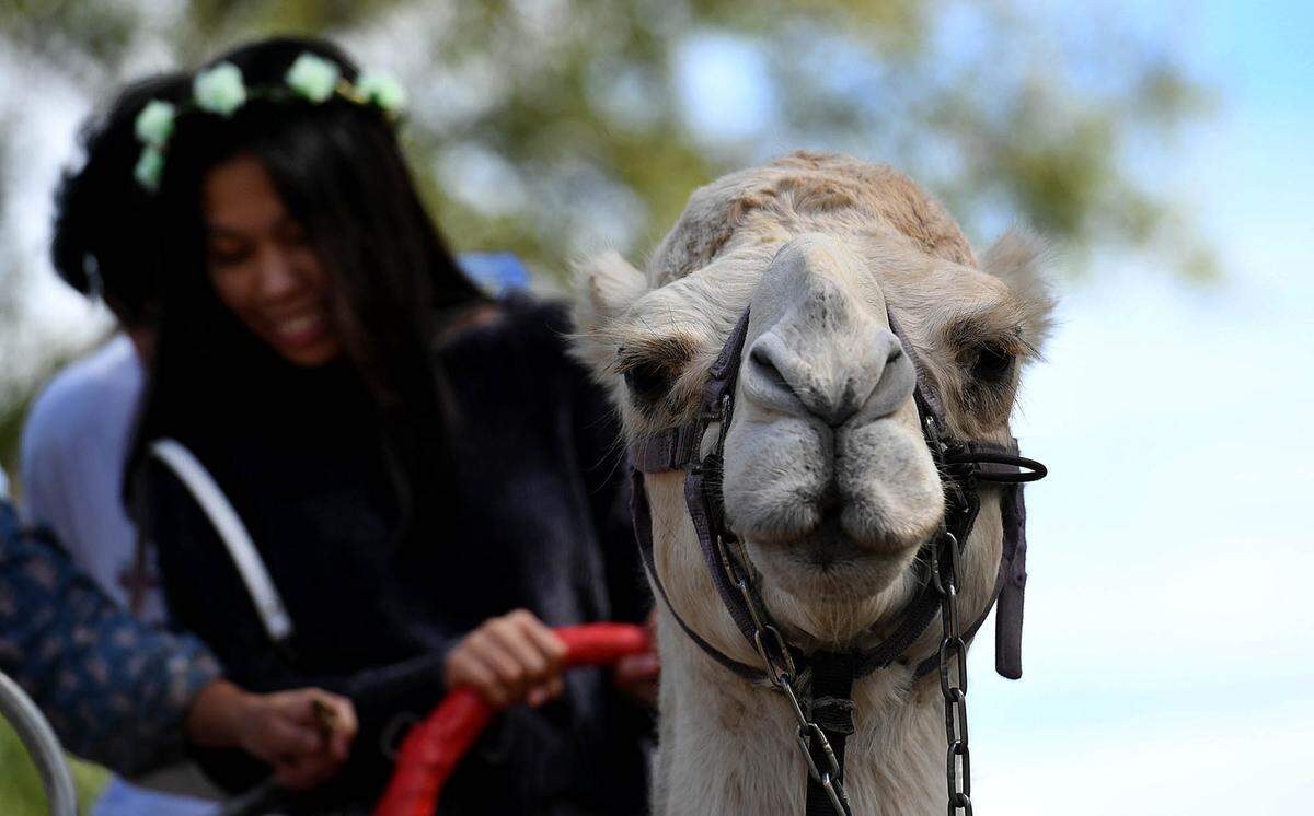 11/14/21—Rasha the camel waits as visitors climb onto his back for a ride at the Sarasota Medieval Fair in Myakka Sunday.
