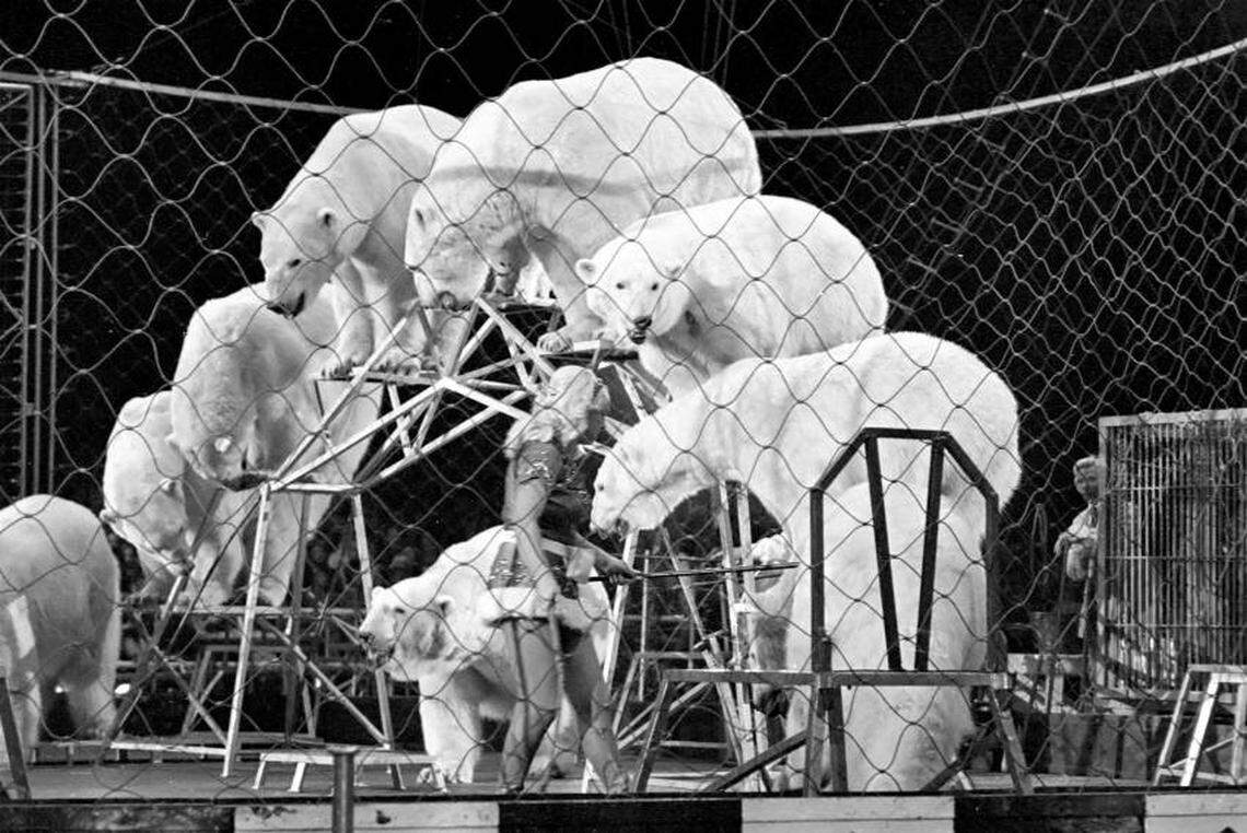 An act featuring polar bears in a cage in 1979.
