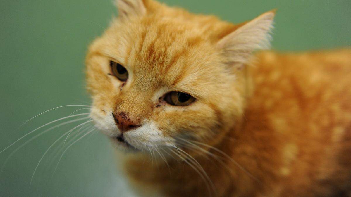 Tiger, a 14-year-old domestic medium hair orange-and-white tabby cat, is looking for a good home. Tiger is available for adoption at Manatee County Animal Services in Palmetto for a fee of $50, and $15 for county tag fee. 
 GRANT JEFFERIES/Bradenton Herald