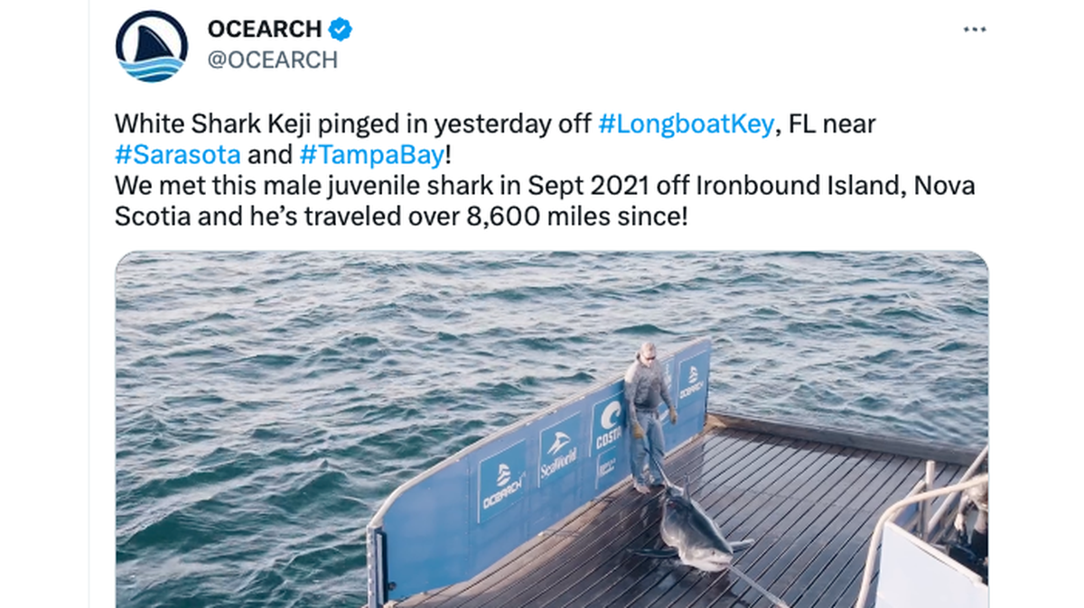 A great white shark named Keji is in the gulf waters near Manatee County beaches. OCEARCH has tracked Keji from Canada to Florida since 2021.