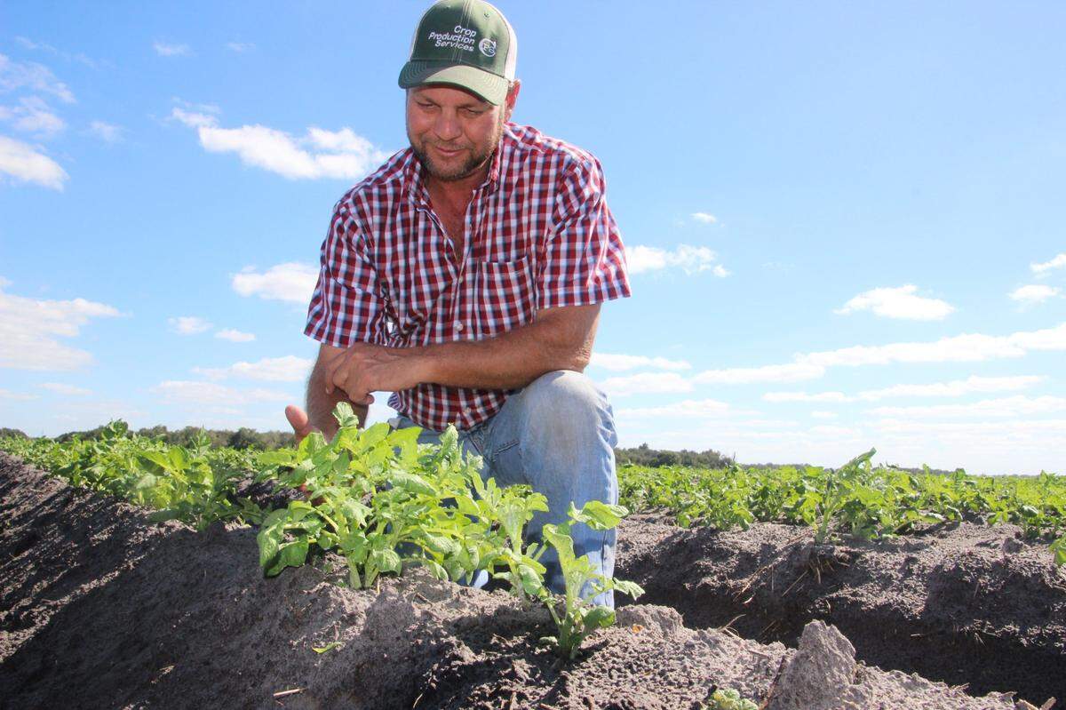 10/3/2017--In this file photo, Alan Jones checks some of his young potato plants on his farm north of Buckeye Road. The potatoes will likely be made into chips after they are harvested in February.
