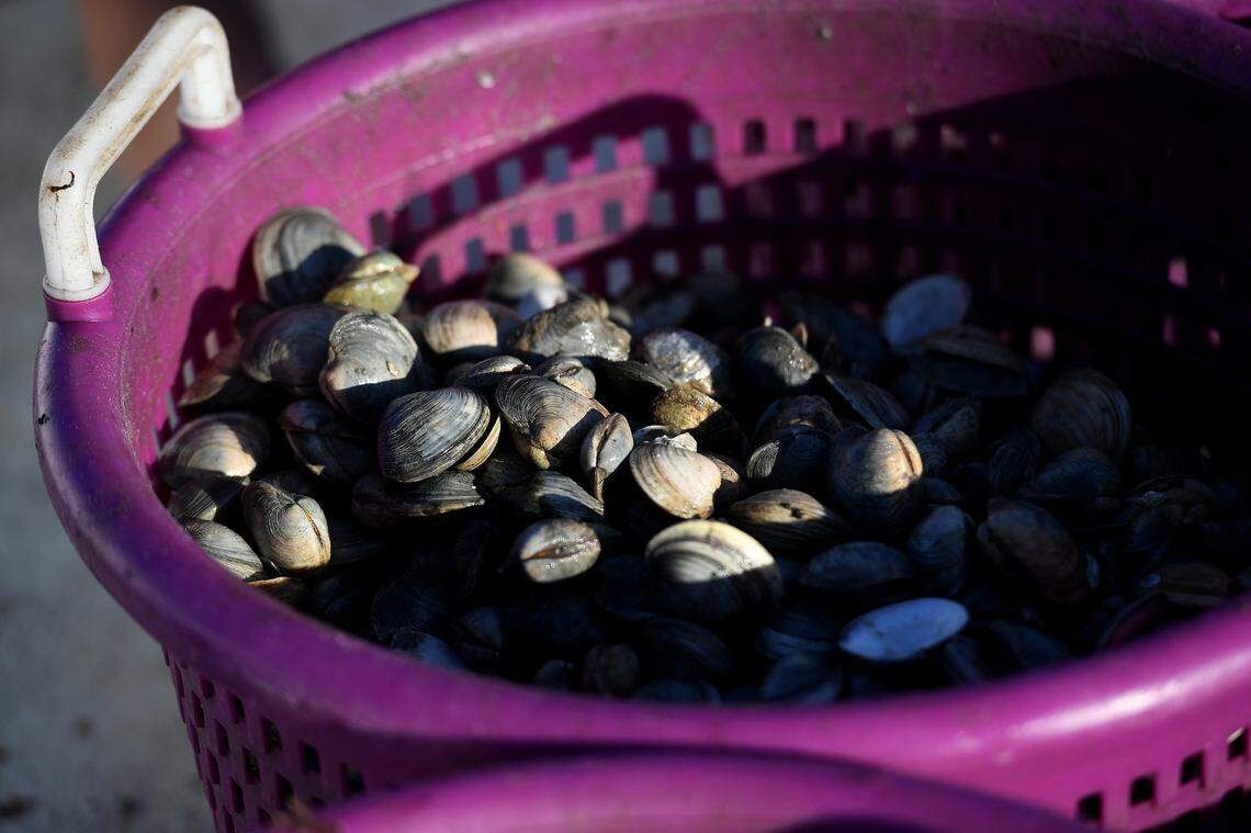12/15/21—D.J. Strott and Ryan Brown work the waters of Tampa Bay as they haul in nets filled with clams. The set the seedling clams into the shallow waters, and pull them up months later when they’re ready.