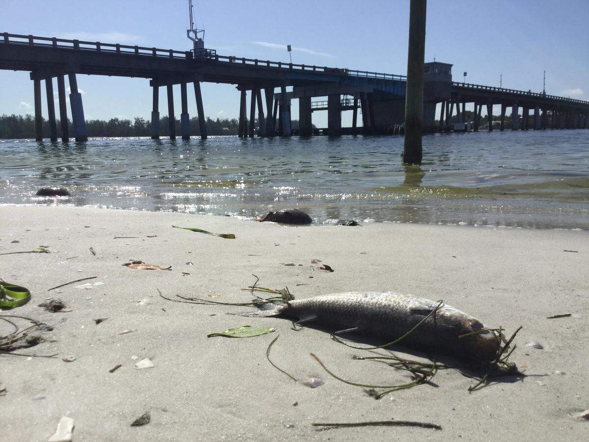 Dead fish still outnumbered beach goers as of Thursday, particularly along the shoreline of the inlet that separates Coquina Beach from Longboat Key and the Gulf of Mexico from Sarasota Bay. This year’s red tide has devastated sea life and scientists are scrambling to understand why.