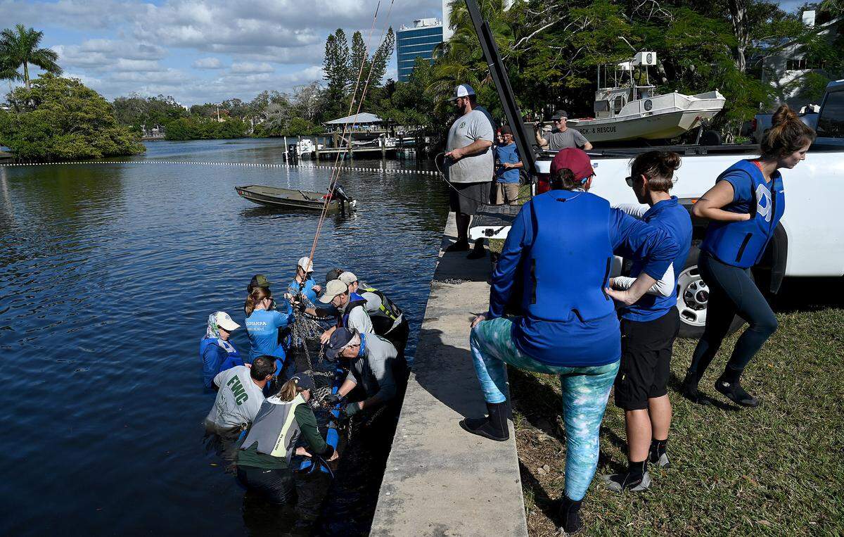 Rescuers from the Florida Fish and Wildlife Conservation Commission, Mote Marine’s Stranding Investigation Program and the Bishop Museum of Science and Nature rescued a manatee calf suffering from cold stress in Wares Creek in Bradenton on Thursday afternoon.