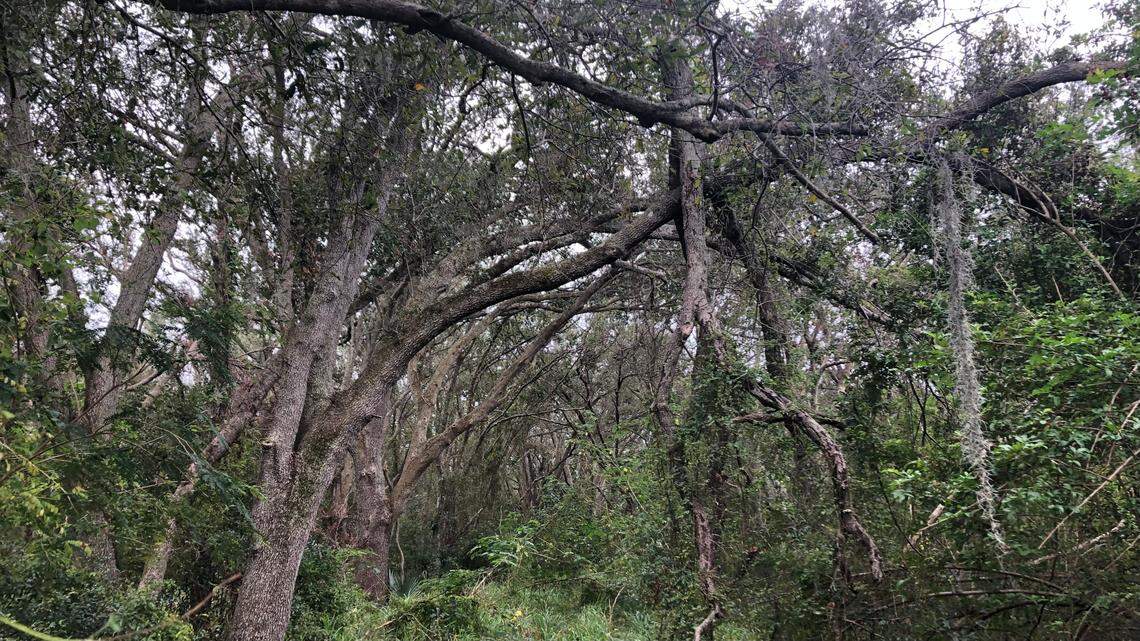 A total of 572 units of multi-family affordable housing are planned for a wooded area at 4505 12th Street Court E., Oneco. The development would have family housing, as well as a senior housing component,