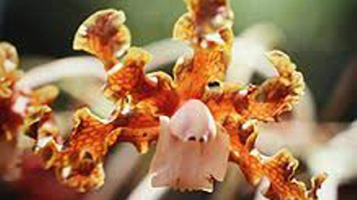 The Schomburgkia orchid. 
 PHOTO PROVIDED