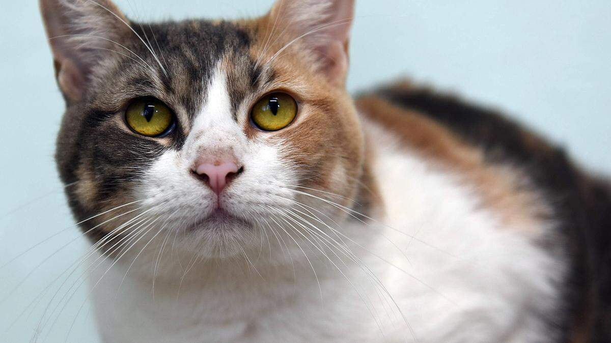 Dot, an orange and grey domestic short hair cat, is available for adoption at the Humane Society of Manatee County. Dot is one year old and her adoption fees are $50 and $20 for a rabies tag. The Humane Society of Manatee County is at 2515 14th St. W., Bradenton. Information: 747-8808 or www.hsmanatee.petfinder.org. 
 TIFFANY TOMPKINS-CONDIE/Bradenton Herald
