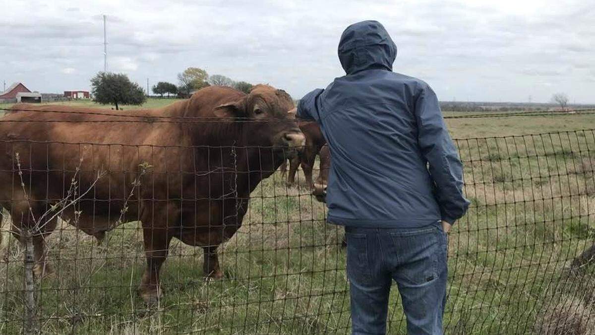 Renee Toussaint-Strickland of Parrish brokered a deal to send registered beef cattle from the United States to Peru to improve herds there.