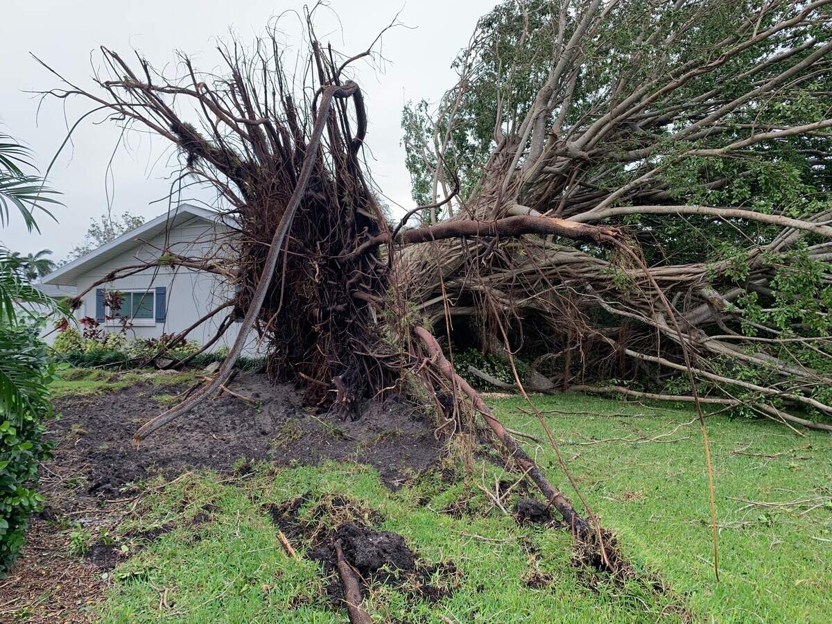 Tree uprooted in northwest Bradenton after Hurricane Ian on Thursday, Sept. 29, 2022.