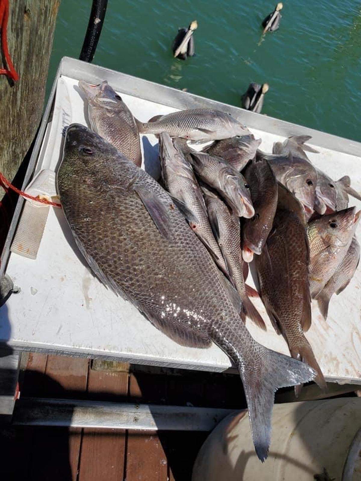Fisherman Jamie Andrews caught a near-world-record-sized grunt on a recent fishing trip with his daughter.