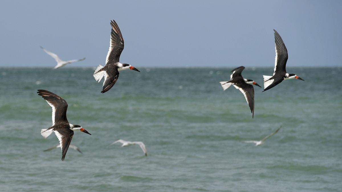 Black skimmers are among the waterbirds can be found on the beach in Florida during the spring, where they build camoflauge nests in the sand with shells.