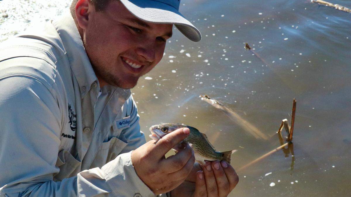 1/29/2021--One of 2,000 juvenile redfish is seconds away from being released into the waters of Robinson Preserve on Friday. A portion of the park that has been closed since May 2020 reopens Saturday.