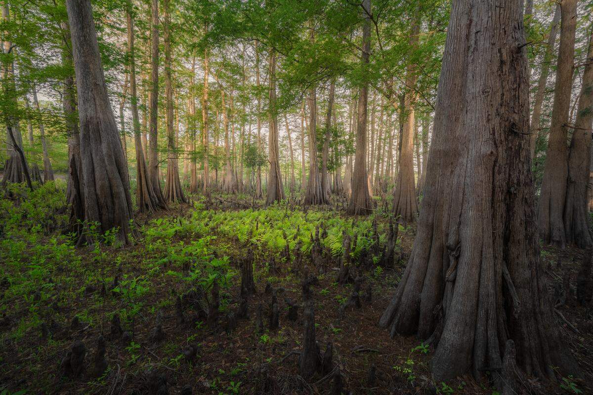 A photo of a verdant cypress forest captured by Don Pelliccia won first place in the “Native Plants” category for the Florida Wildlife Federation’s 2025 statewide photo contest.