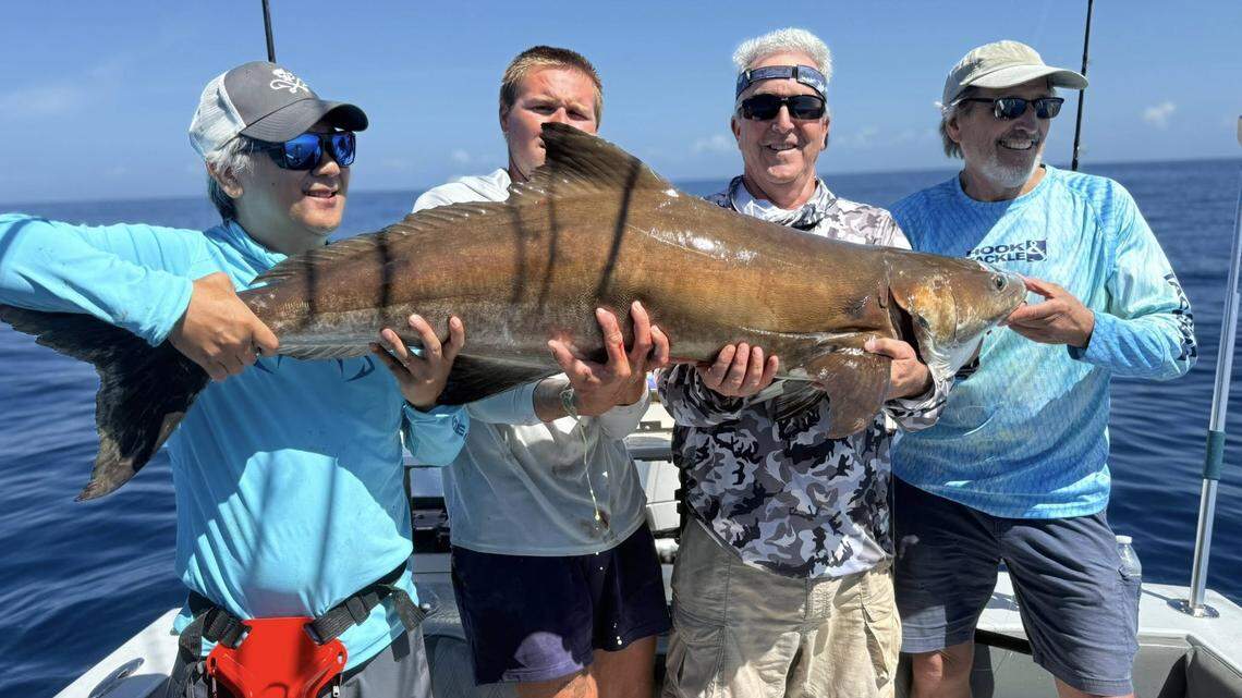 ‘The fight was on.’ How a Manatee captain helped reel in massive cobia catch