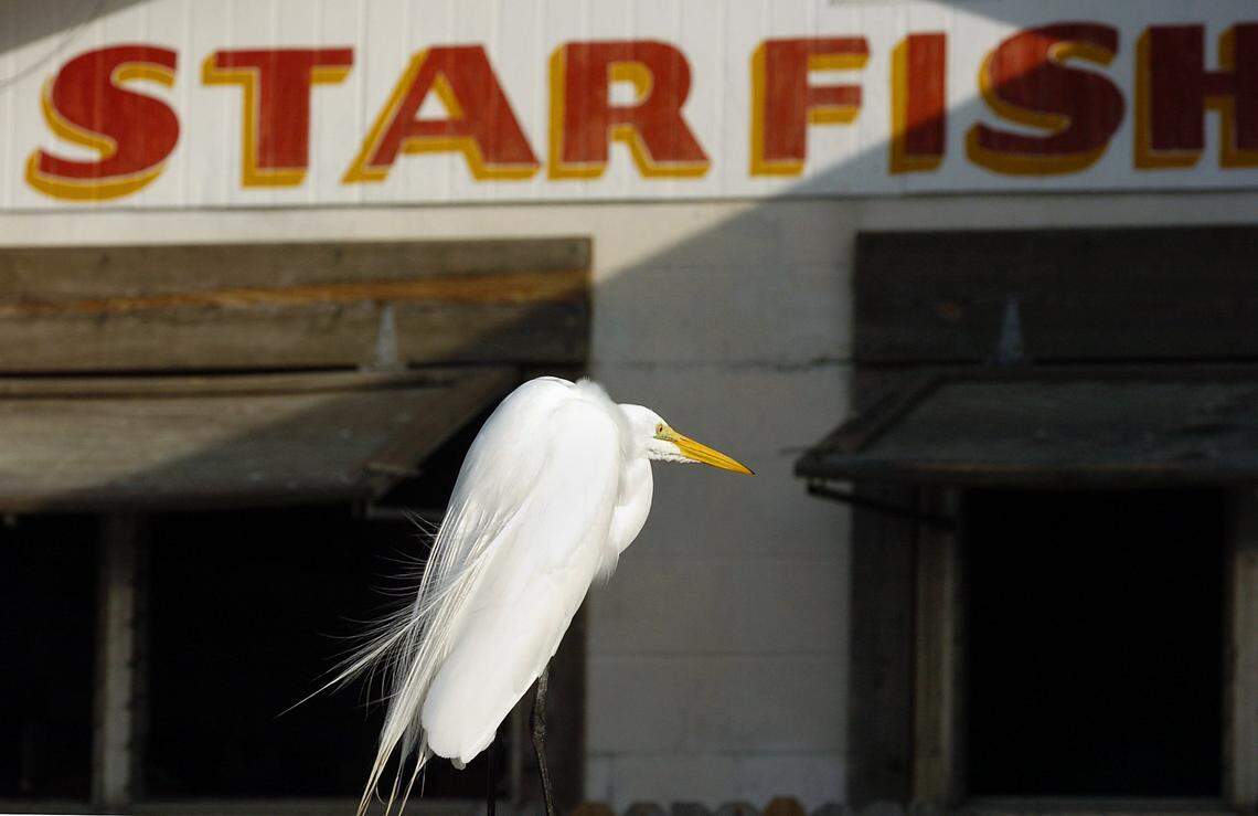 Specialties at Star Fish Company in Cortez include stone crab claws, mullet, grouper, gulf shrimp, oysters, crab cakes and lots of fish sandwiches.