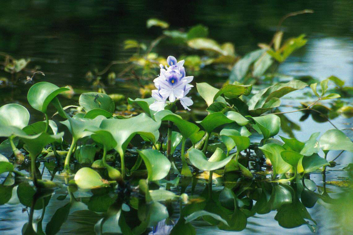 Water hyacinth in bloom.