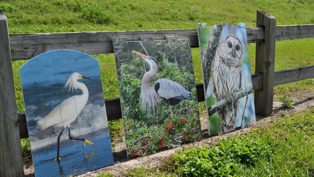 Linda and Jesse Waring of BirdWalk Photography in Parrish handmake custom wall art to fit any space out of their shots of Florida birds.
