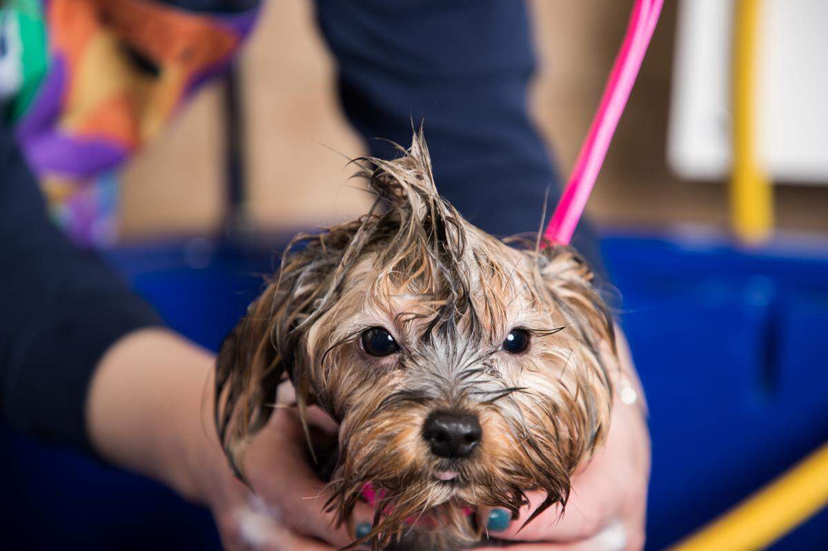 Hounds Town USA is a new doggy daycare and overnight boarding facility in Bradenton, Florida. It opens Saturday, Dec. 7.