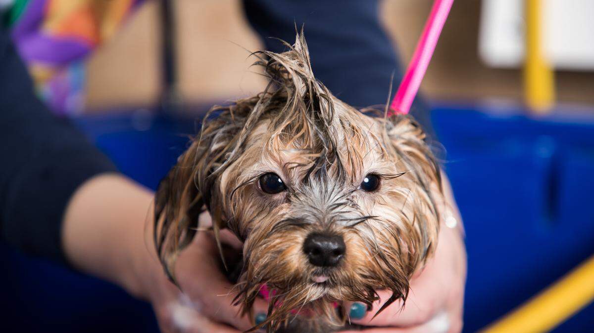 Hounds Town USA is a new doggy daycare and overnight boarding facility in Bradenton, Florida. It opens Saturday, Dec. 7.