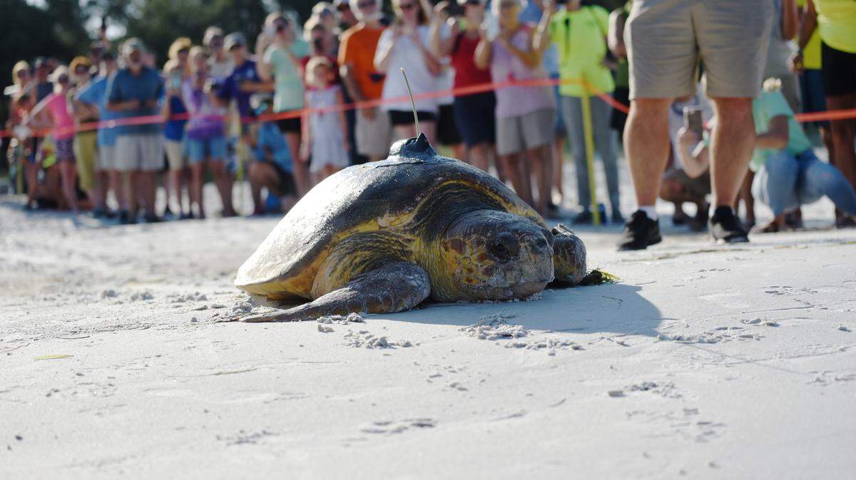 Bortie the loggerhead sea turtle makes her way back to the Gulf of Mexico Tuesday with a fresh satellite tag attached to her carapace.