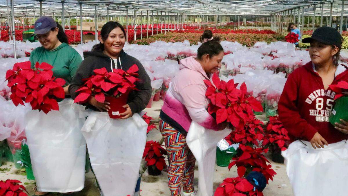 Orban’s Nursery workers on Monday were packing poinsettias grown in Bradenton for shipment to Publix. Shown above, from left, are Zenelda Garcia Cruz, Brenda Dominguez, Jennifer Dominguez and Beatriz Pontos Dominguez.