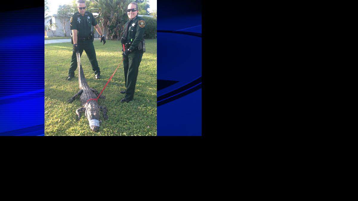 Officials say the alligator will be sent to an alligator farm. (Pinellas County Sheriff's Office)