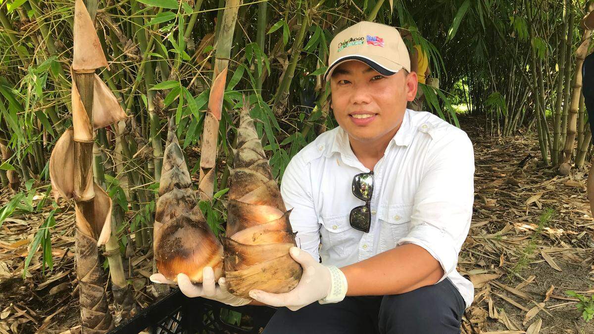 Calvin Yang holds a pair of bamboo shoots harvested Thursday at Mixon Fruit Farms, 2525 27th St. E., Bradenton. The bamboo is being grown for food and is an emerging crop in Florida.