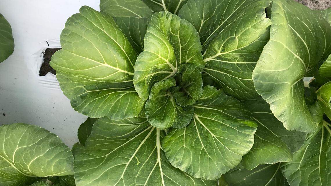 Bok choy is one of the crops coming to harvest at Gamble Creek Farm in Parrish. The organic crops supply The Chiles Restaurant Group.