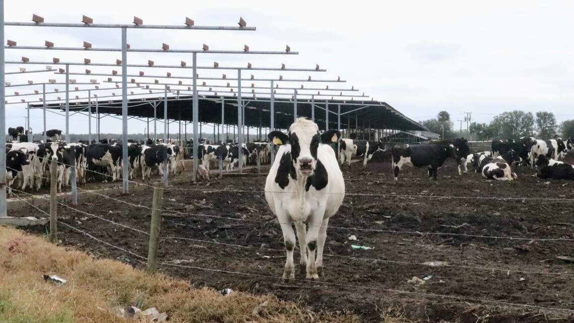 How Do Cows Survive Hurricanes: Shocking Survival Secrets Revealed