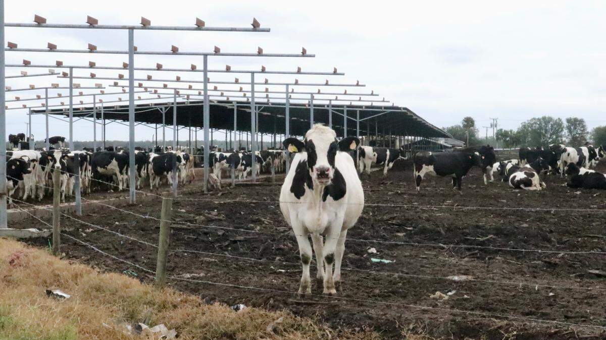 Dakin Dairy Farms in Myakka City is for sale. The Manatee County operation has 3,000 cows but has suffered from hurricanes and COVID-19. Damage from Hurricane Ian is shown in this in this January 2023 Bradenton Herald file photo.