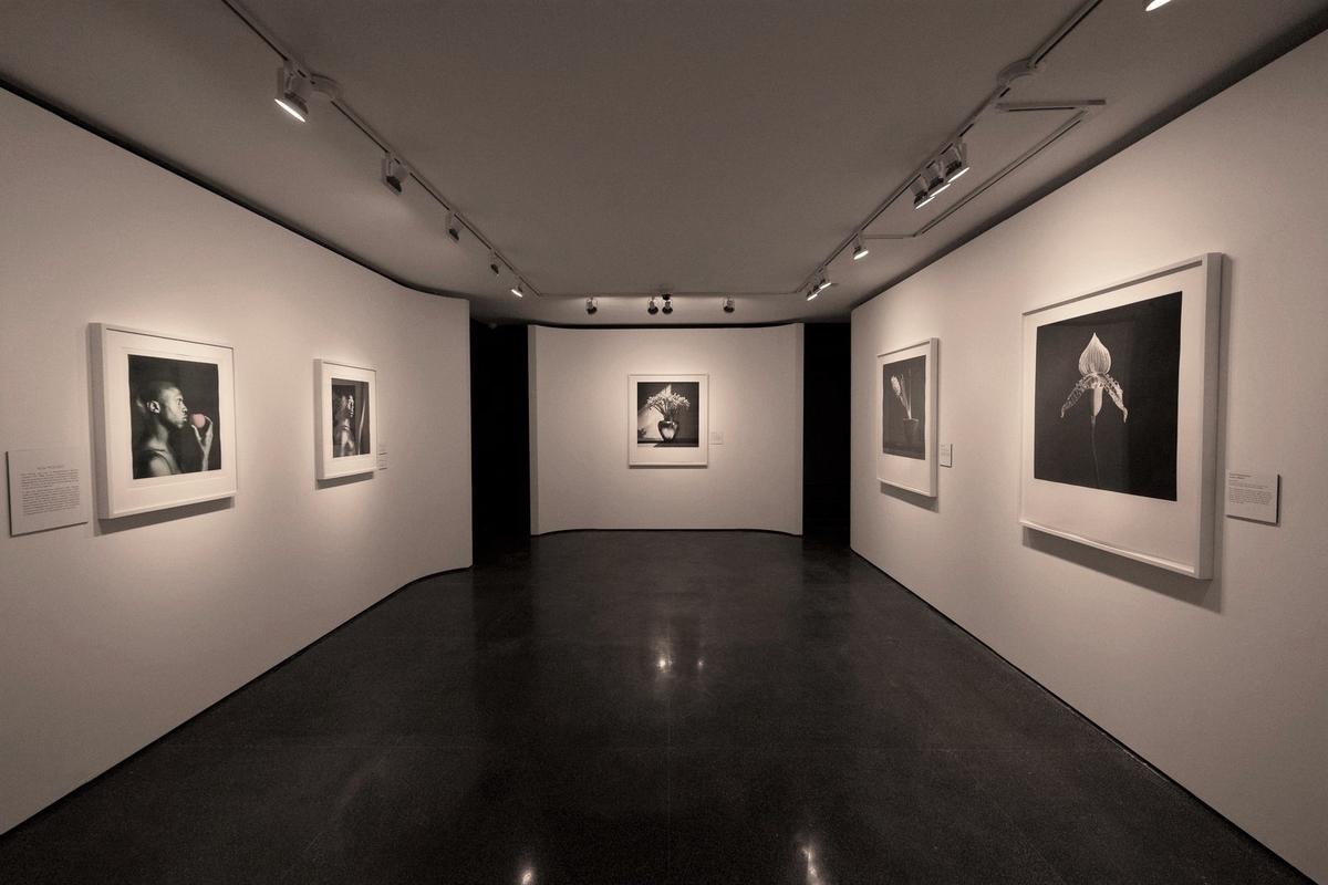 A new exhibit at Selby Botanical Gardens in Sarasota titled “Flowers, Poetry, and Light” ties together the work of two renowned contemporaries: photographer Robert Mapplethorpe and musician and writer Patti Smith.