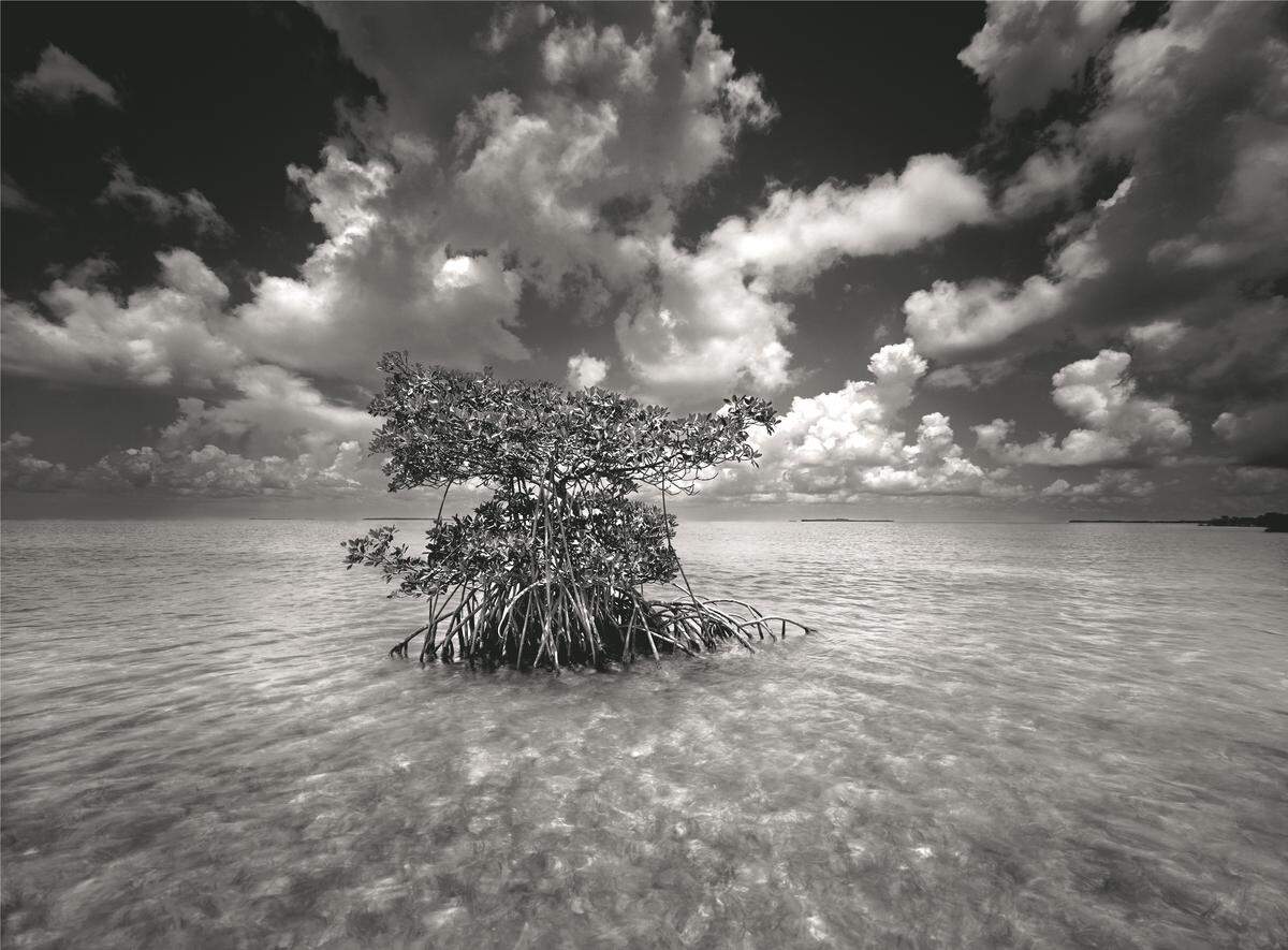 Shell Key Preserve, a nature preserve at the mouth of Tampa Bay.