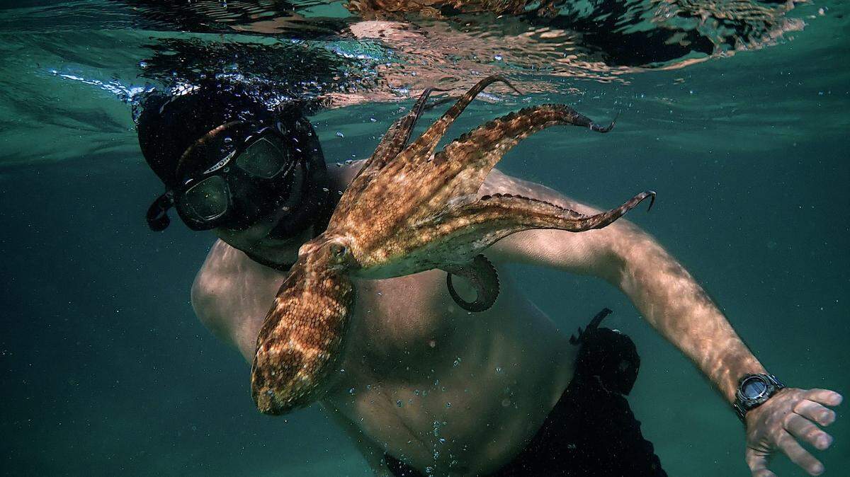Acclaimed Netflix documentary “My Octopus Teacher” is one of the feature films at the 2021 Sarasota Film Festival, which is slated to run April 30 through May 9.