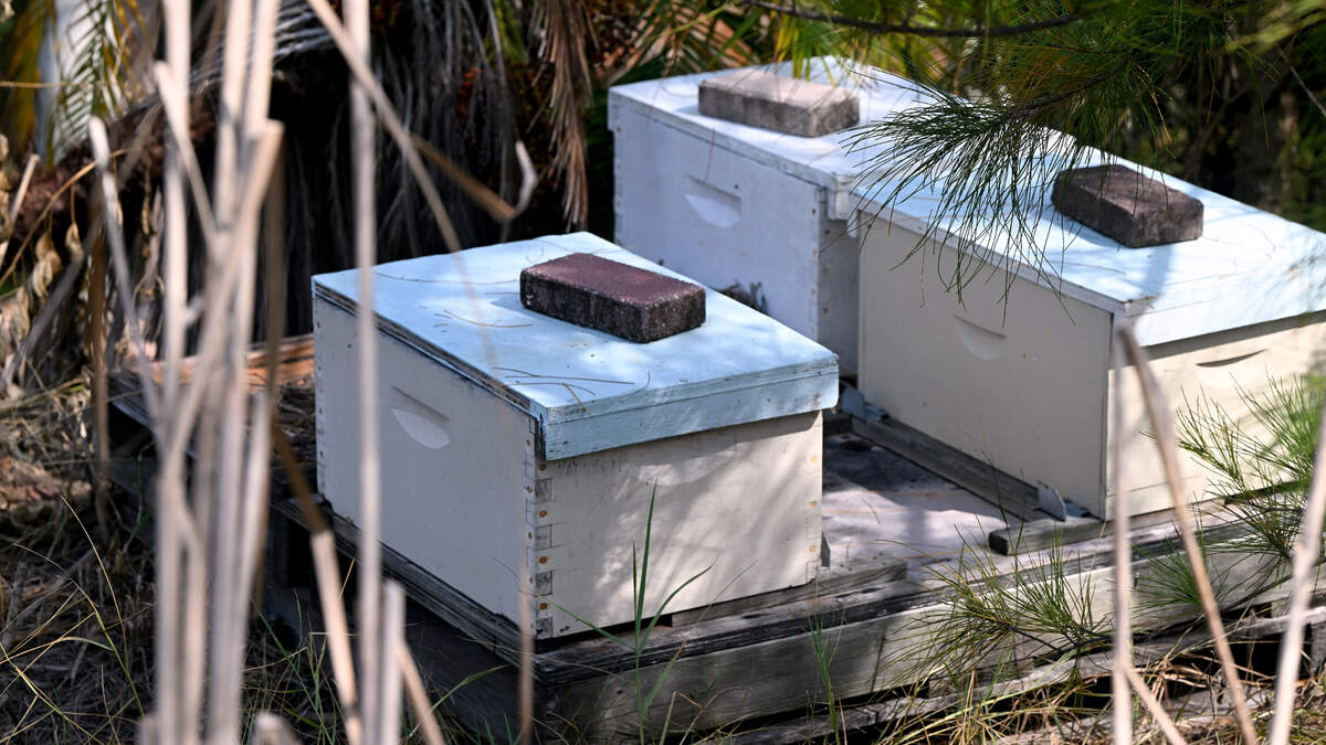 The Geraldson’s small farm in northwest Bradenton suffered devastating losses from the stormwater surge in Hurricane Helene. David Blinn kept 75 colonies of bees on the property, they all drowned in their hives.