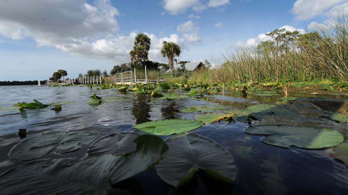 Lily pads float in the Braden River by boat launches at Jiggs Landing. Manatee County has signed a contract with a vendor for the park. 
 GRANT JEFFERIES/Bradenton Herald