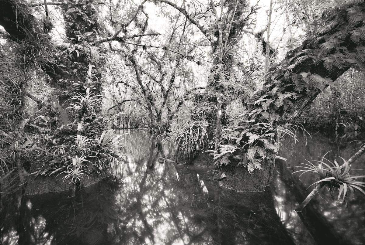 The Loosescrew Swamp Sanctuary is the back half of Clyde and Niki Butcher’s property in Big Cypress National Preserve.