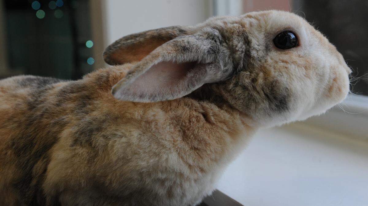 Rusty, an 8-year-old male rabbit, is looking for a good home. Rusty is reported to be good with children and cuddly. Rusty is available for adoption at Bishop Animal Shelter for a fee of $20. Bishop Animal Shelter is at 5718 21st Ave. W., Bradenton. Information: 792-2863 or www.bishop-spca.org. 
 GRANT JEFFERIES/Bradenton Herald