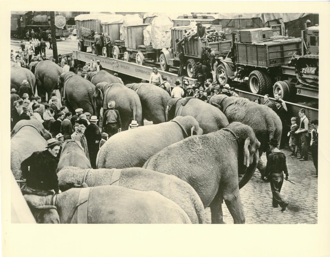 Two lines of working elephants walking side-by-side on a brick sidewalk in a rail yard in the 1940s. Onlookers are gathered around.