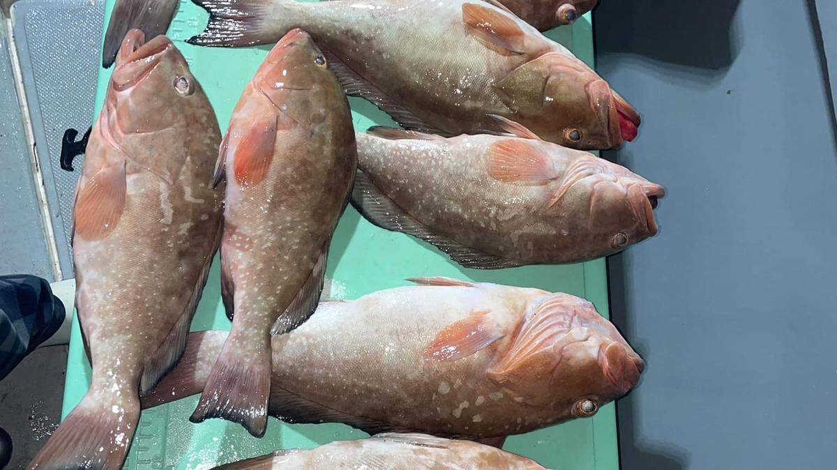 Red grouper and lane snapper caught by Jonathan Parris the first week of January 2023.