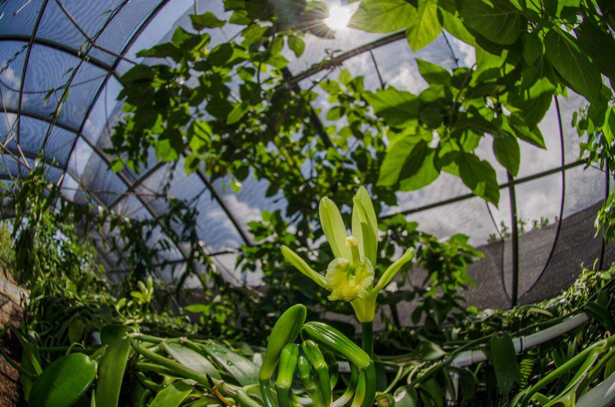 A vanilla plant in bloom in the shade house at The Vanillerie.