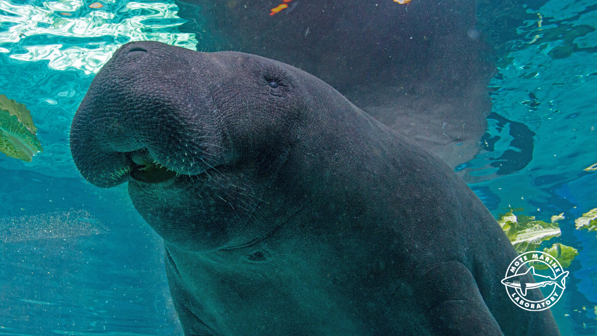 Hugh, a 38-year-old manatee at Mote Marine in Sarasota, died Saturday, April 29, 2023, the research laboratory announced.