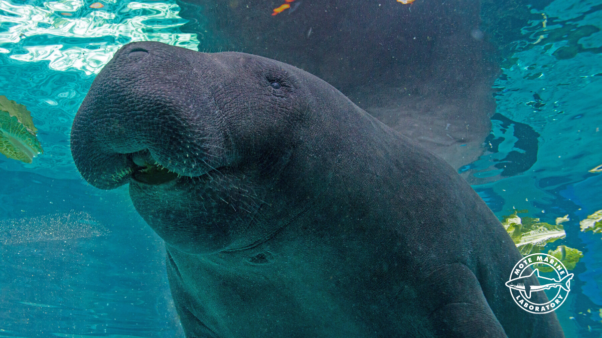 Hugh, a 38-year-old manatee at Mote Marine in Sarasota, died Saturday, April 29, 2023, the research laboratory announced.