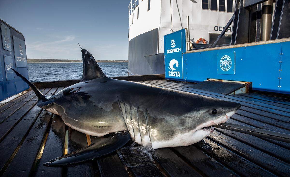 A great white shark named Keji is in the gulf waters near Manatee County beaches. OCEARCH has tracked Keji from Canada to Florida since 2021.