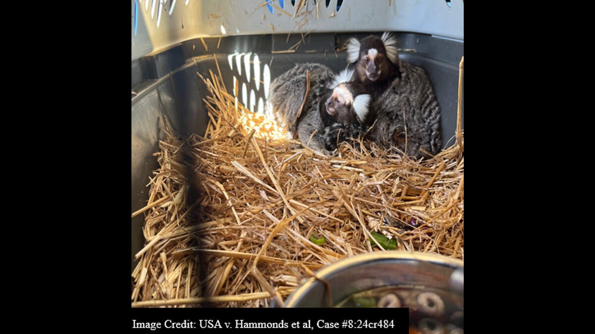 Jimmy Wayne Hammonds, known as “The Monkey Whisperer,” has been sentenced by U.S. District Judge Mary S. Scriven to nine months in federal prison, followed by three years of supervised release, for conspiring to violate the Lacey Act and Lacey Act trafficking for attempted trafficking of exotic animals, according to the United States Department of Justice.
