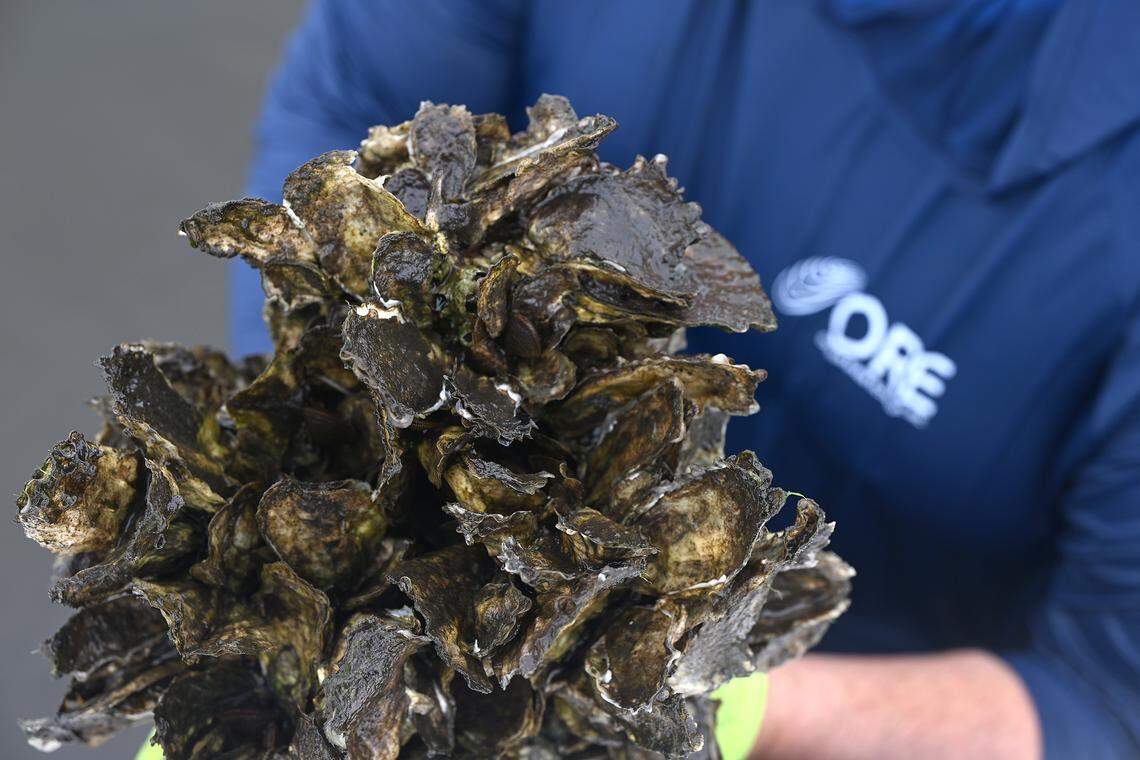Hundreds of oysters grow on the concrete rag pots placed into the Manatee River by Oyster River Ecology, on Feb. 27, 2026.