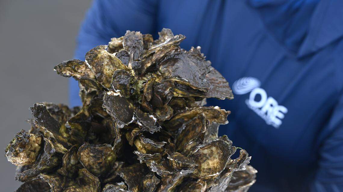 This cost-effective project is filtering the Manatee River. Here’s what to know